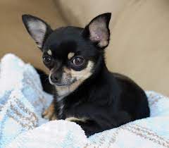 Como Son Los Perros Chihuahua Http Www Mundoperros Es Como Son Los Perros Chihuahua Razas De Perros Perros Chihuahua Perros Y Cachorros Lindos