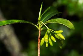 Image result for Peddiea