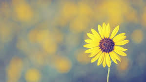 Join now to share and explore tons of collections of awesome wallpapers. Flower Nature Plant Beautiful Flowers Colorful Wallpapers Hd Desktop And Mobile Backgrounds