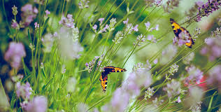 One can see a mélange of these. Create Your Own Butterfly Garden Gill Garden Center Landscape Co