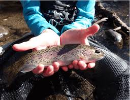 Image result for Turraea fischeri