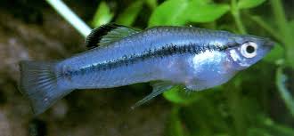 Gambusia Vittata Acuarios Peces