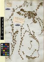 Image result for Polycarpaea prostratum