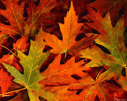 Maybe you would like to learn more about one of these? 62 Autumn Leaves Wallpapers On Wallpapersafari