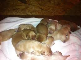 Outstanding golden retrievers are a licensed kennel, long experienced registered breeder of golden retriever puppies. Akc Golden Retriever Puppies For Sale In Royston Georgia Classified Americanlisted Com