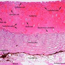 Pdf The Skin Functional Morphology Of The Integumentary System In Fishes