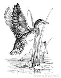 Pencil Bird In Flight Drawing Flying Duck Drawing Duck Drawing Birds Painting Bird Drawings