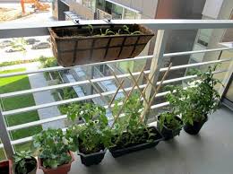 Gemuse Anbauen Auf Dem Balkon Welche Sorten Eignen Sich Am Besten Dafur Gemuse Anbauen Balkon Balkon Pflanzen
