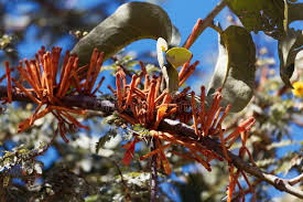 Image result for Phragmanthera cornetii