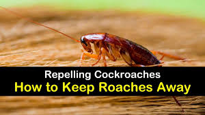 Baking soda will make a great amount of gas into the roaches that they dies. 12 Amazing Ways To Keep Roaches Away