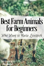 Best Farm Animals For Beginners Grow Where You Sow In 2020 Raising Farm Animals Homesteading Animals Farm Animals
