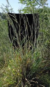 Image result for Andropogon gayanus
