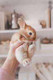 30 000 Baby Rabbit Pictures Download Free Images On Unsplash