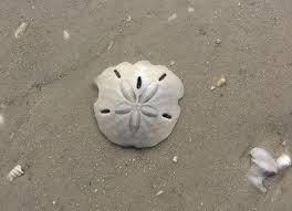 Everything You Need To Know About Sand Dollar Paint Colors - Paint Colors