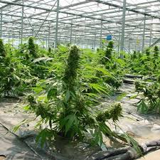The green house seed company is one of the most successful cannabis winner of countless international awards including 35 high times cannabis cups, greenhouse seed. Critical Mass Regular Mr Nice Seedbank Cannabis Seeds