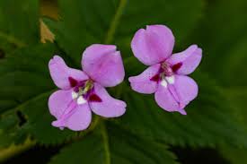 Image result for Impatiens sylvicola