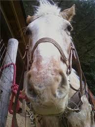 Generally, the core vaccines protect against rabies, eastern/western equine encephalitis (eee/wee), tetanus and the west nile virus. Horse Vaccines A Quick Rundown Is Your Equine Protected