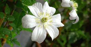 Our site is reader supported, this means we may earn a small commission from amazon and other affiliates when you buy through. Clematis Hybrid Huldine