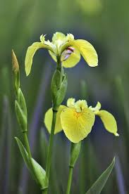 Image result for Iris pseudacorus