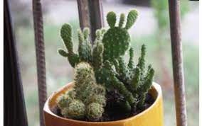 This content is accurate and true to the best of the author's knowledge and is not meant to substitute for formal and individualized. Where To Place Your Cactus To Ensure Good Feng Shui Feng Shui Articles