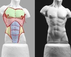 Rotate, light, sketch and sculpt using real human anatomical reference. Drawing Body Male Tutorials Anatomy Reference 70 Ideas Male Body Drawing Body Reference Drawing Guy Drawing