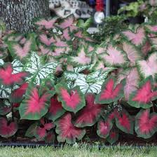 50 Fancy Mix Caladiums Small Bulbs Ready To Ship Plants Outdoor Flowers Bulb Flowers