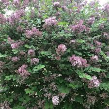 Although standard lilacs may take up to five years to bloom, dwarves such as miss kim (syringa patula), preston (syringa x prestoniae) and dwarf korean lilac (syringa meyeri) may flower within the. Syringa Pubescens Subsp Patula Miss Kim Lilac Miss Kim Uploaded By Nancychap