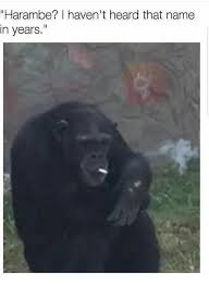 Me when i walk in to a room with more people in it then i had expected. Harambe I Haven T Heard That Name In Years Harambe Meme On Me Me