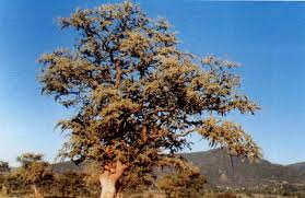 Image result for Combretum celastroides