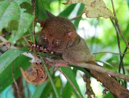 Getting Close Up To A Tasier The Worlds Smallest Primate Bohol Philippines Slow Loris Bohol Philippines Primates