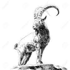 Shop for mountain goat art from the world's greatest living artists. Mountain Goat Standing On Rocks And Looking In A Direction Sketch Graphics Of Black And White Drawing Royalty Free Cliparts Vectors And Stock Illustration Image 96264547
