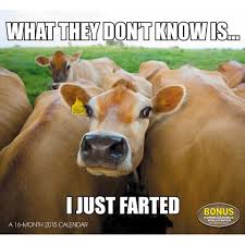 The following funny animal memes are hilarious! Funny Animal Memes Wallpapers Wallpaper Cave