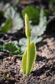 Image result for Ophioglossum reticulatum