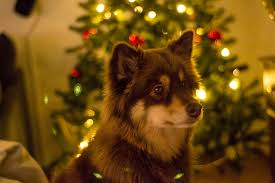 Christmas dog