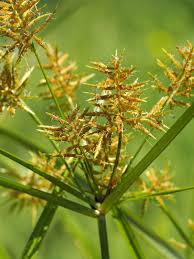 Image result for Cyperus esculentus