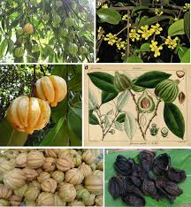 Image result for Garcinia punctata