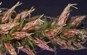 Image result for Carex conferta