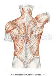 Once you're gaining confidence, do the same with less lean models where you have less outside clues. Human Anatomy Muscles Of The Back A Sketch Realized By Hand Of Human Anatomy Canstock
