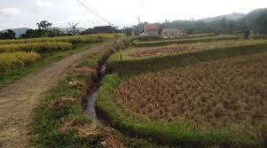 Panen padi tercanggih 1 hektare 1 jam (combine harvester) loksi pesawahan bandara internasional jawa barat kecamatan kertajati kabupaten majalengka musim panen/potong padi merupakan saat yang dinanti oleh para petani. Petani Di Daerah Pajampangan Keluhkan Harga Gabah Murah Di Saat Panen Padi Lensaexpose