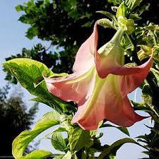 Image result for Brugmansia