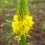 Image result for Cadaba natalensis