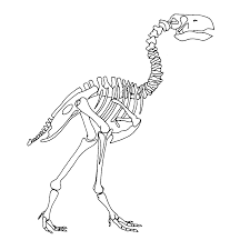 Wie tekent het huurcontract of doe je dit. Kleurplaten Dino Skeletten