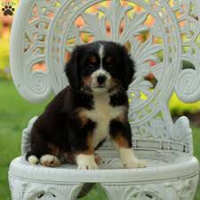 It is important to watch them around strangers, especially young children. 45 Mini Bernese Mountain Dog Puppies For Sale Near Me L2sanpiero