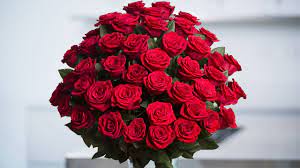 Red rose flowers for my wife. Red Roses Spring In The Air