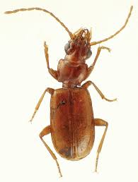 Image result for Sericanthe chimanimaniensis