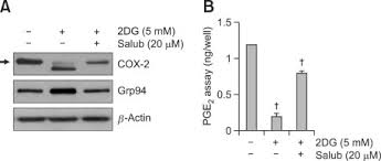 The lamination of differential 2dg uptake in the hippocampus is better localized using 3h2dg. Endoplasmic Reticulum Stress Er Stress By 2 Deoxy D Glucose 2dg Reduces Cyclooxygenase 2 Cox 2 Expression And N Glycosylation And Induces A Loss Of Cox 2 Activity Via A Src Kinase Dependent Pathway In Rabbit Articular Chondrocytes