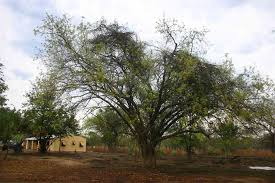 Image result for Acacia schweinfurthii