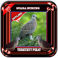 Download suara burung dudut betina. Suara Burung Terkukur Pikat Mp3 Offline Apk Descargar Para Windows La Ultima Version 1 0