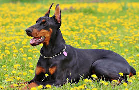 Best Dog Food For Dobermans Our Top 10 Reviews For 2019