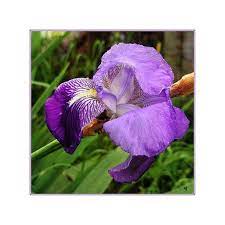 Three Color Iris Flower Jpg Flower Pictures Iris Flower Pictures Flowers